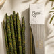White Sage Smudge Incense Sticks - (Pack of 20 sticks)